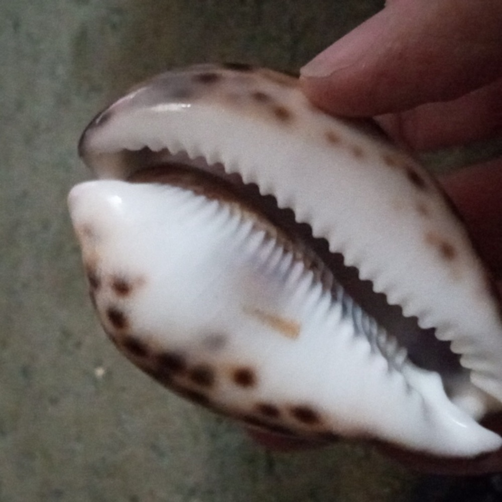 Carved Cowrie Shell - Picture 2 of 2